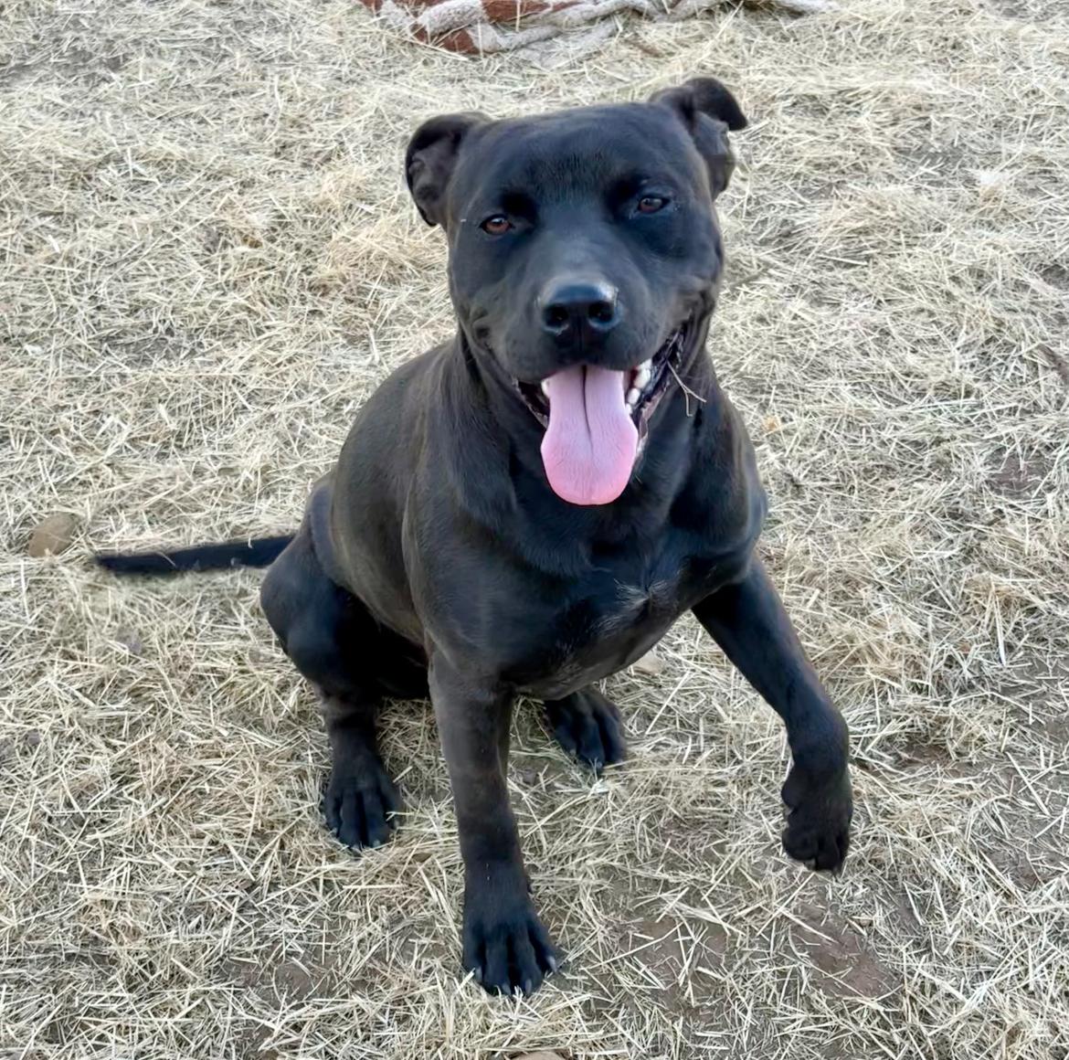 Albert, Adoptable, Adult Male Black Labrador Retriever & Pit Bull Terrier.