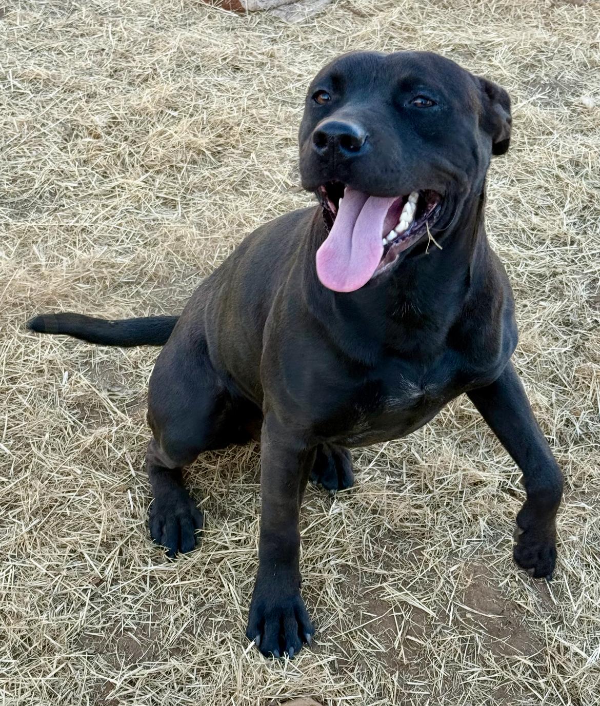 Enlarge Albert, a Adoptable mixed breed in Seguin, TX image 4/5