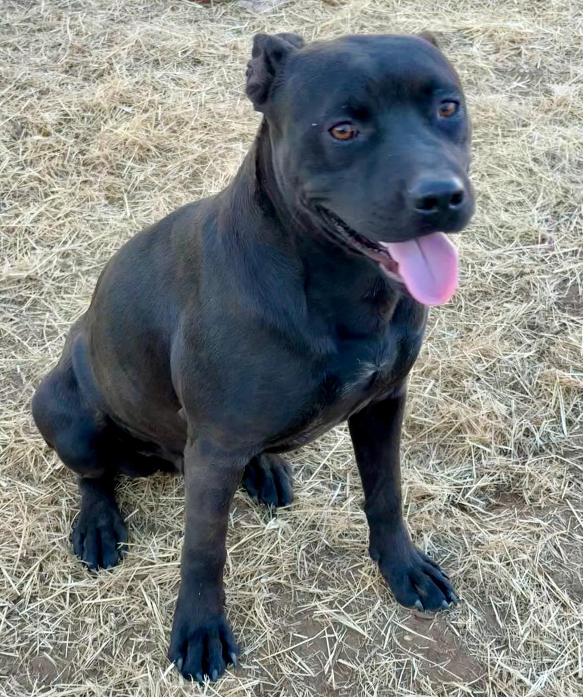 Enlarge Albert, a Adoptable mixed breed in Seguin, TX image 5/5