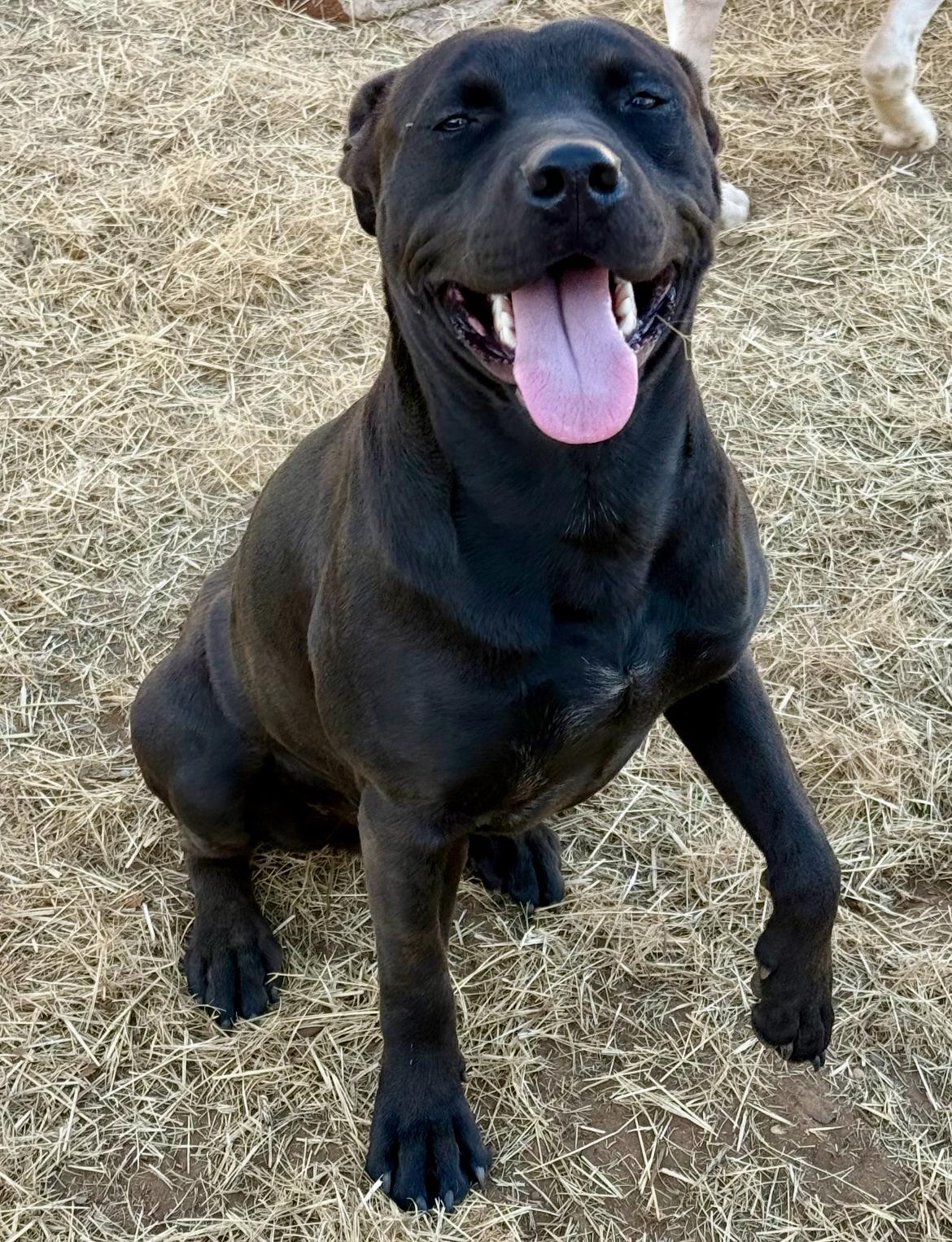 Enlarge Albert, a Adoptable mixed breed in Seguin, TX image 2/5