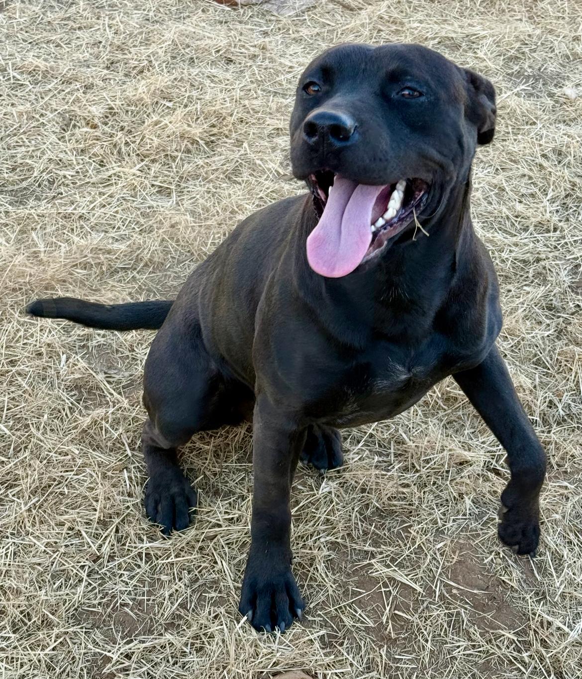 Enlarge Albert, a Adoptable mixed breed in Seguin, TX image 3/5