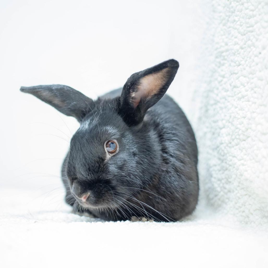 Enlarge Void, a Adoptable American in San Diego, CA image 1/6