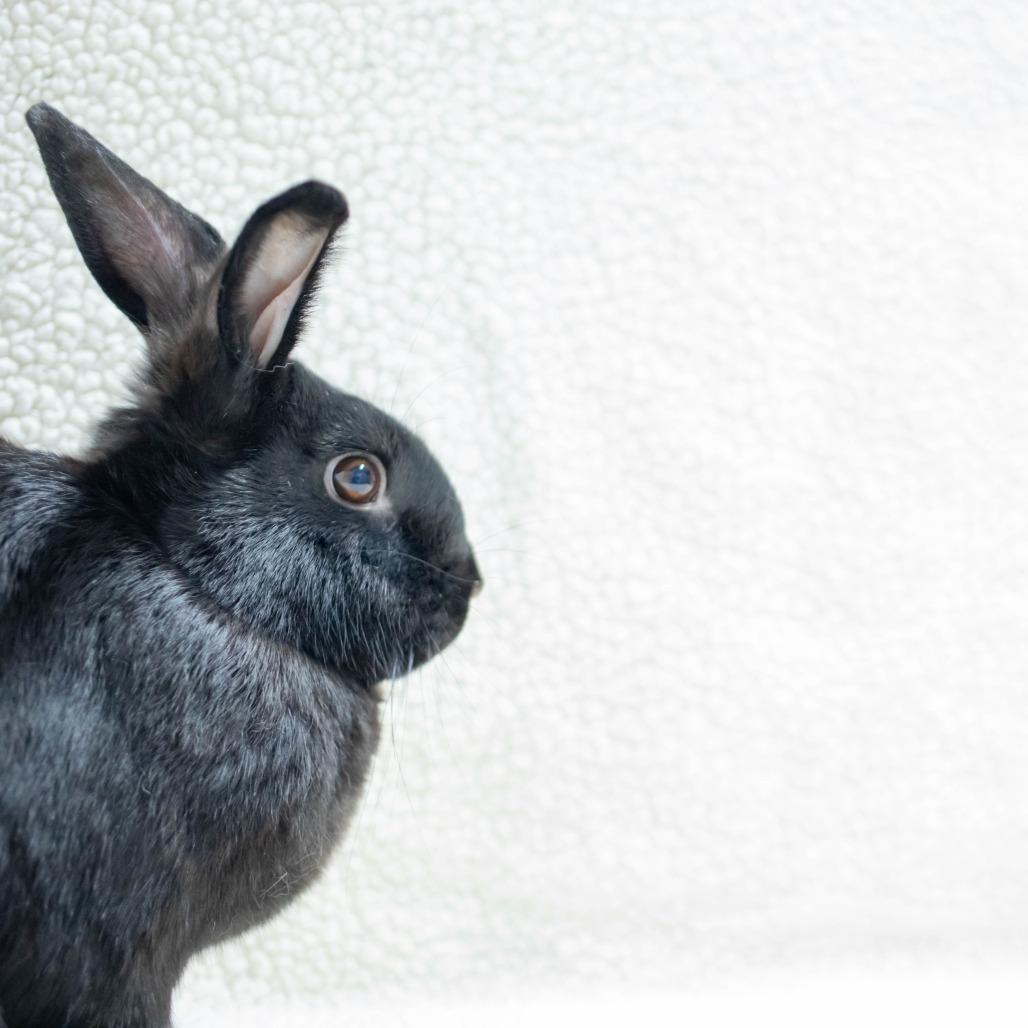 Enlarge Void, a Adoptable American in San Diego, CA image 2/6