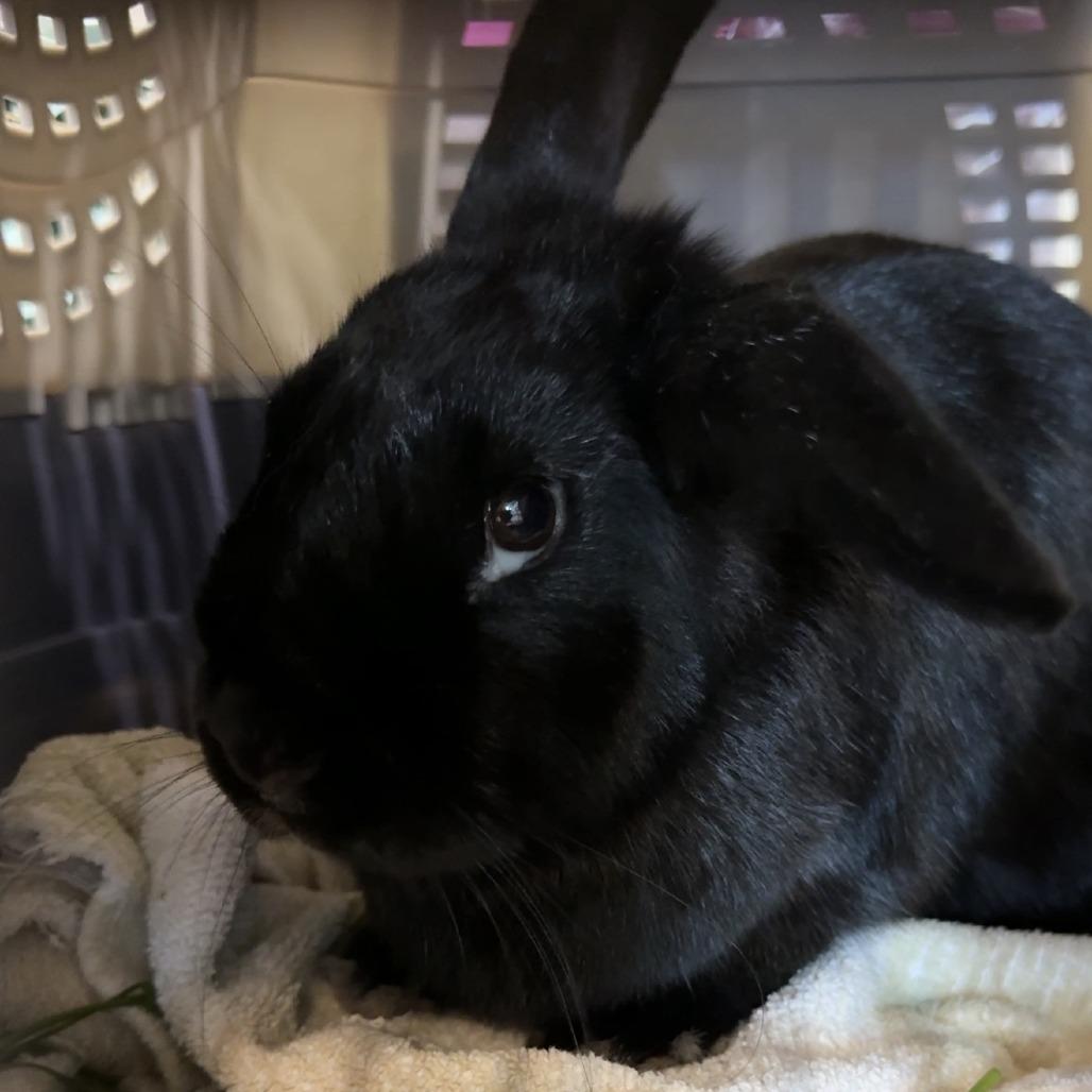 Enlarge Void, a Adoptable American in San Diego, CA image 3/6