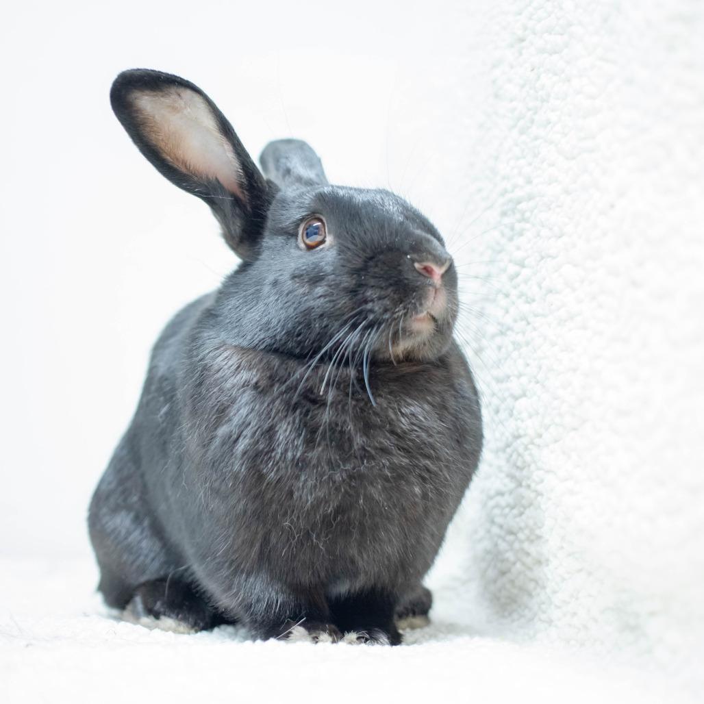 Enlarge Void, a Adoptable American in San Diego, CA image 4/6