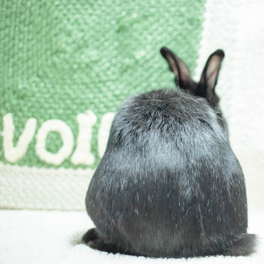 Enlarge Void, a Adoptable American in San Diego, CA image 5/6