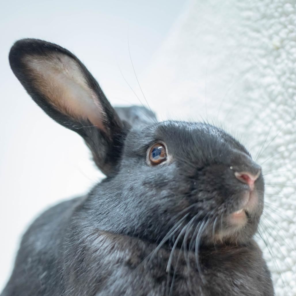 Enlarge Void, a Adoptable American in San Diego, CA image 6/6