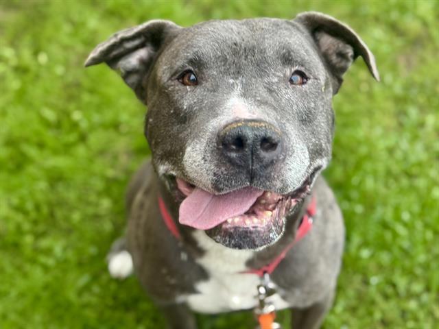 Enlarge KRINGLE, a Adoptable Pit Bull Terrier in Tacoma, WA image 1/1