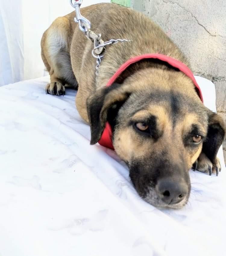 Zague, Adoptable, Adult Male German Shepherd Dog & Black Mouth Cur.