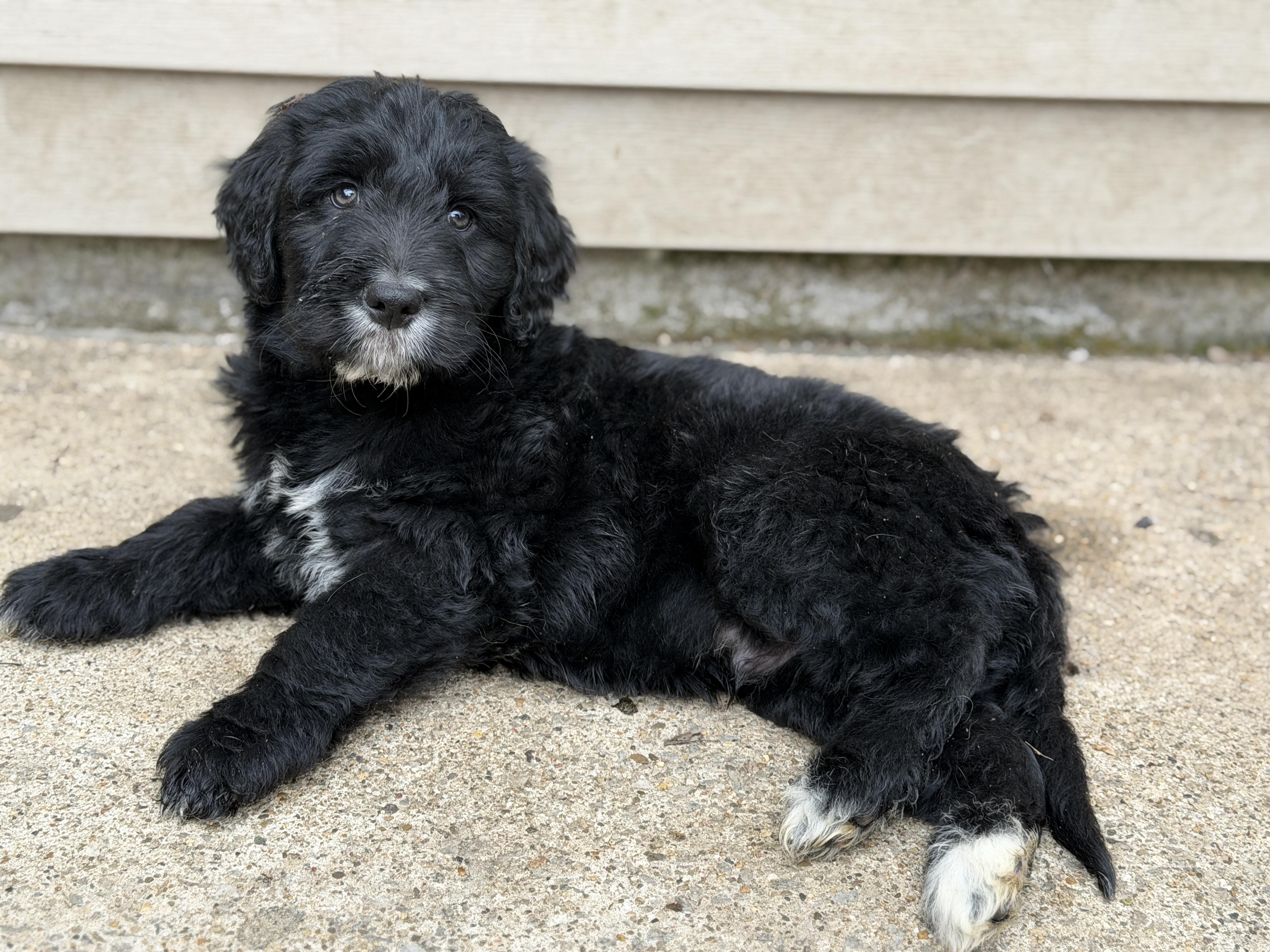 Enlarge Romeo, an adopted mixed breed in Jeffersonville, IN image 2/5