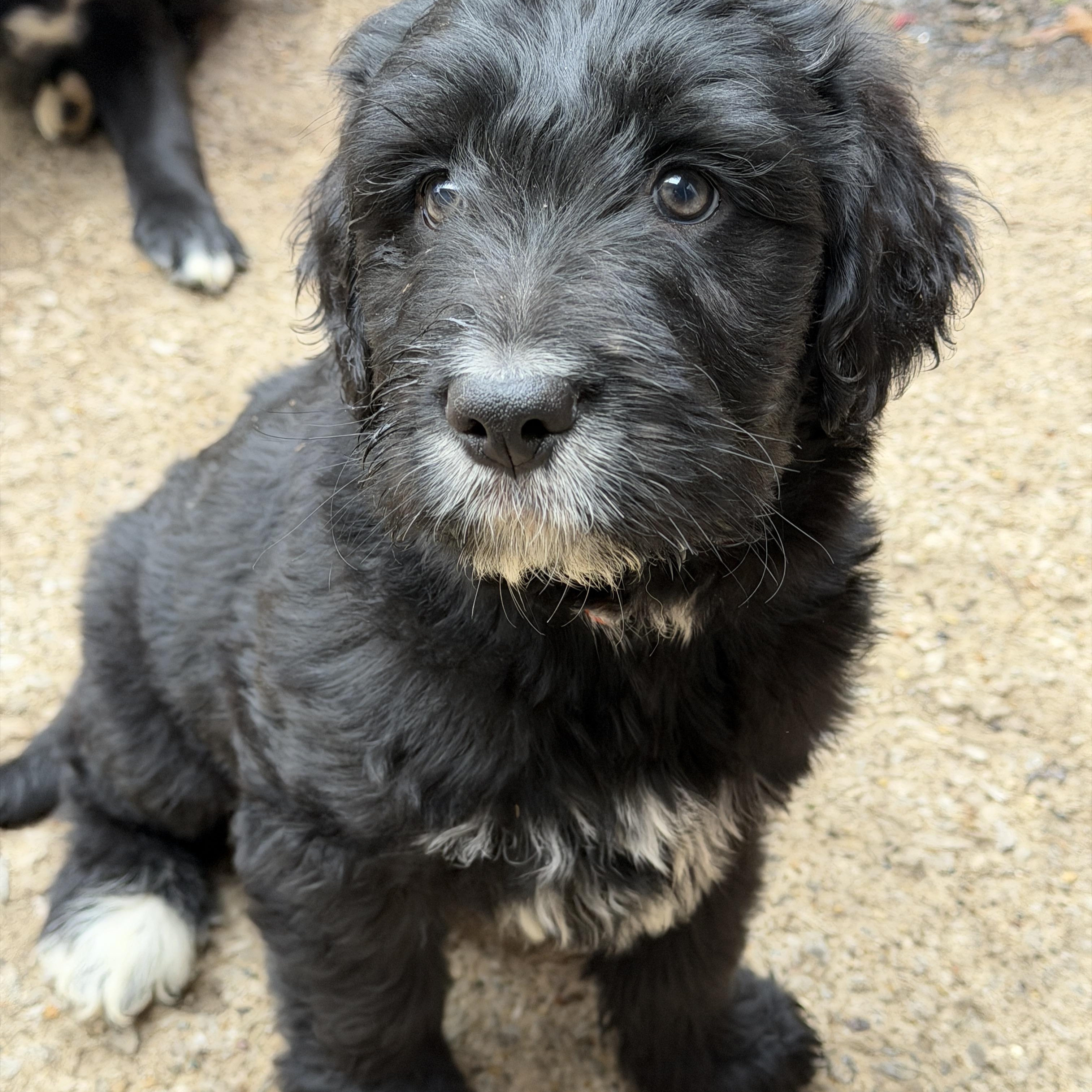 Enlarge Romeo, an adopted mixed breed in Jeffersonville, IN image 4/5