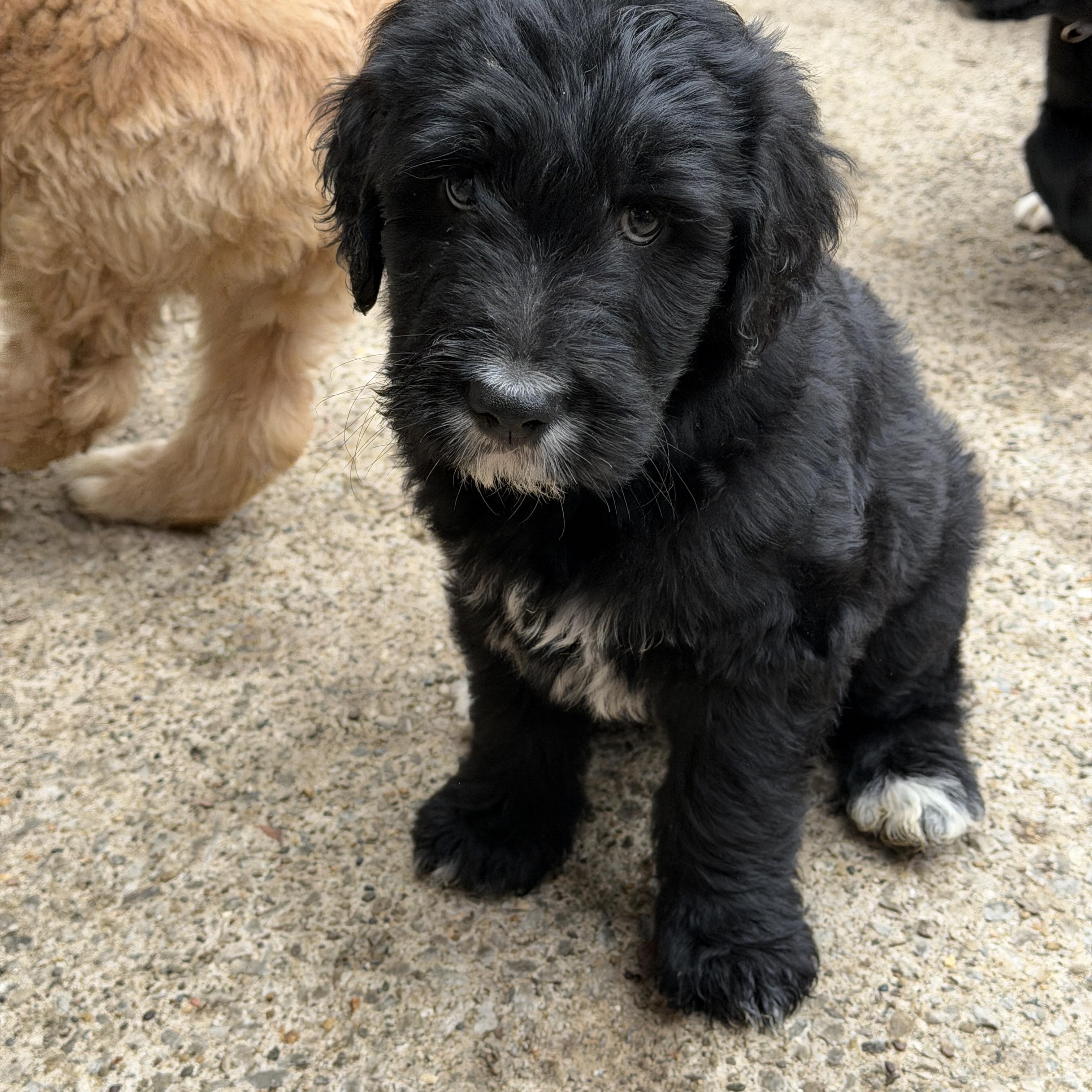 Enlarge Romeo, an adopted mixed breed in Jeffersonville, IN image 3/5