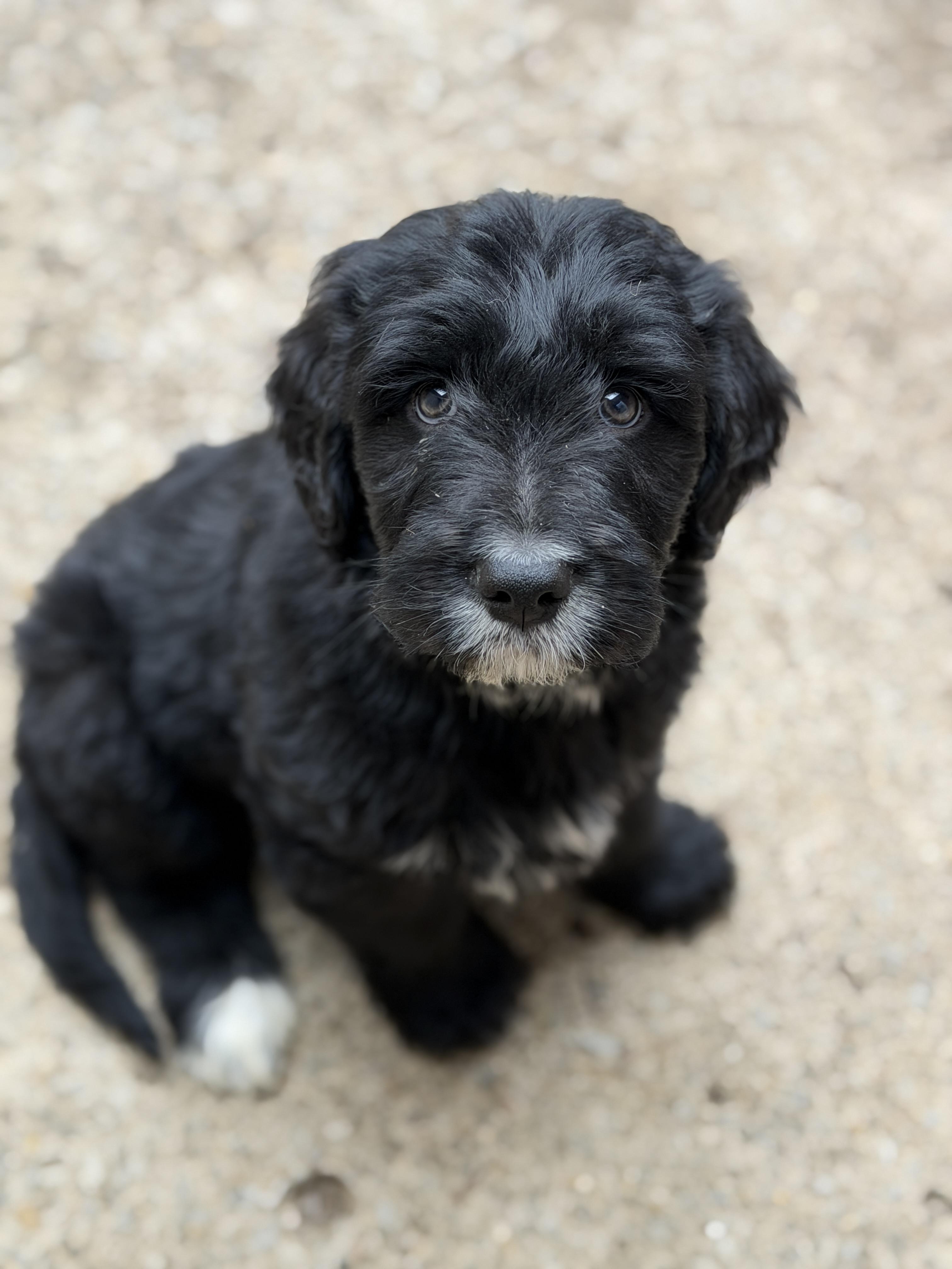 Enlarge Romeo, an adopted mixed breed in Jeffersonville, IN image 1/5