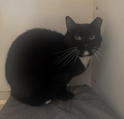 Fizzy — thumbnail 2