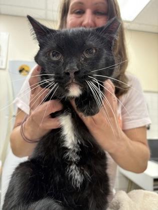 Fizzy — thumbnail 3