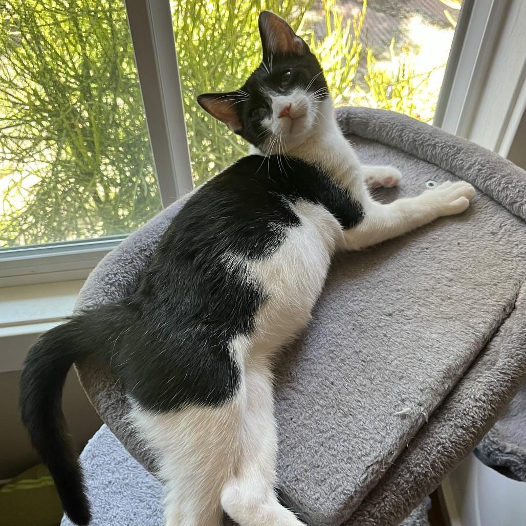 Super Hans, a Adoptable Domestic Short Hair in Costa Mesa, CA image 1/4