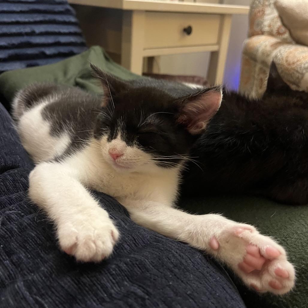 Super Hans, a Adoptable Domestic Short Hair in Costa Mesa, CA image 2/4