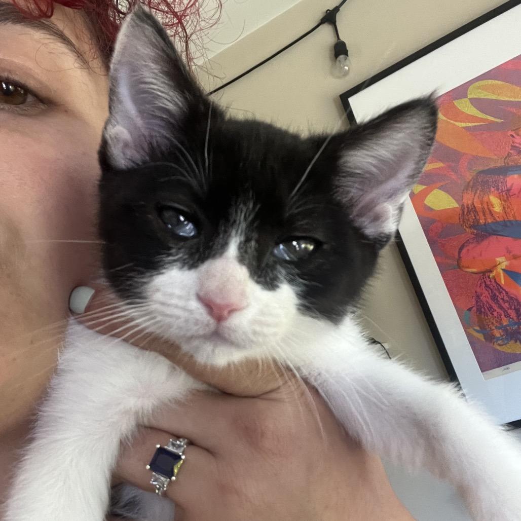 Super Hans, a Adoptable Domestic Short Hair in Costa Mesa, CA image 3/4