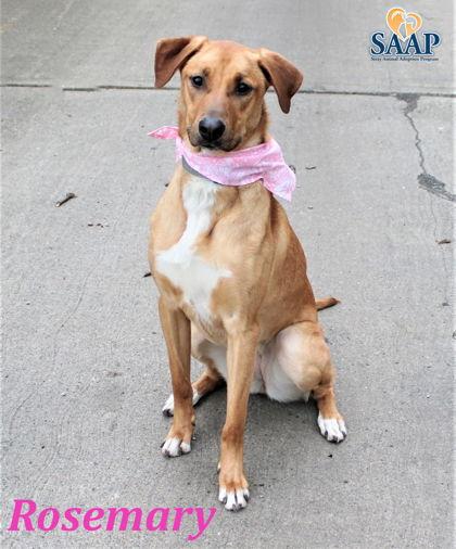 Rosemary, Adoptable, Adult Female Shepherd.