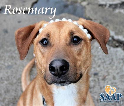 Enlarge Rosemary, a Adoptable Shepherd in Newport, KY image 2/3