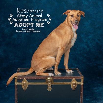 Enlarge Rosemary, a Adoptable Shepherd in Newport, KY image 3/3