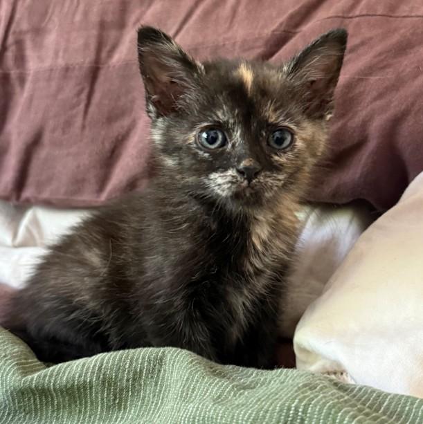 Bean Lazalde thumbnail 2