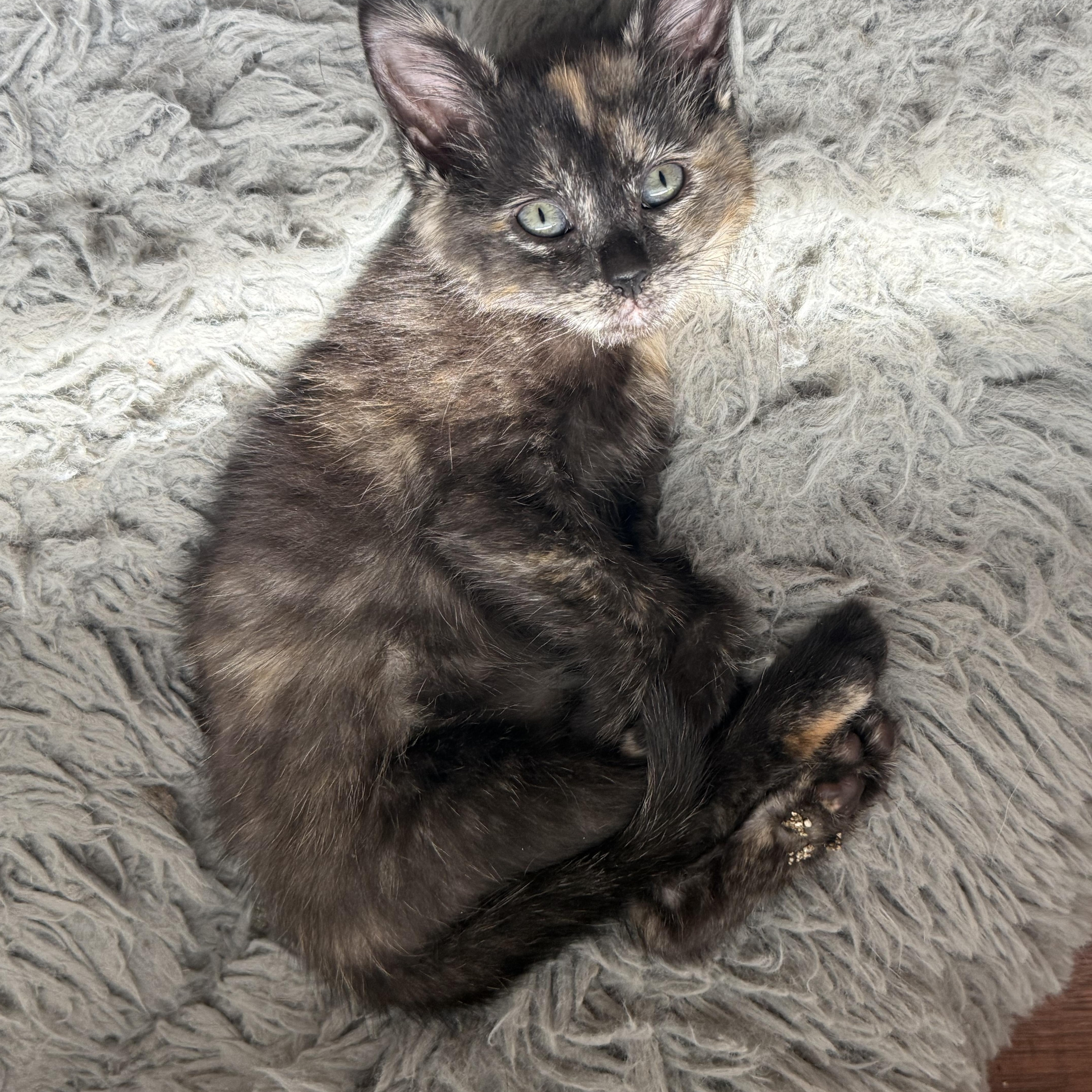 Bean Lazalde thumbnail 5