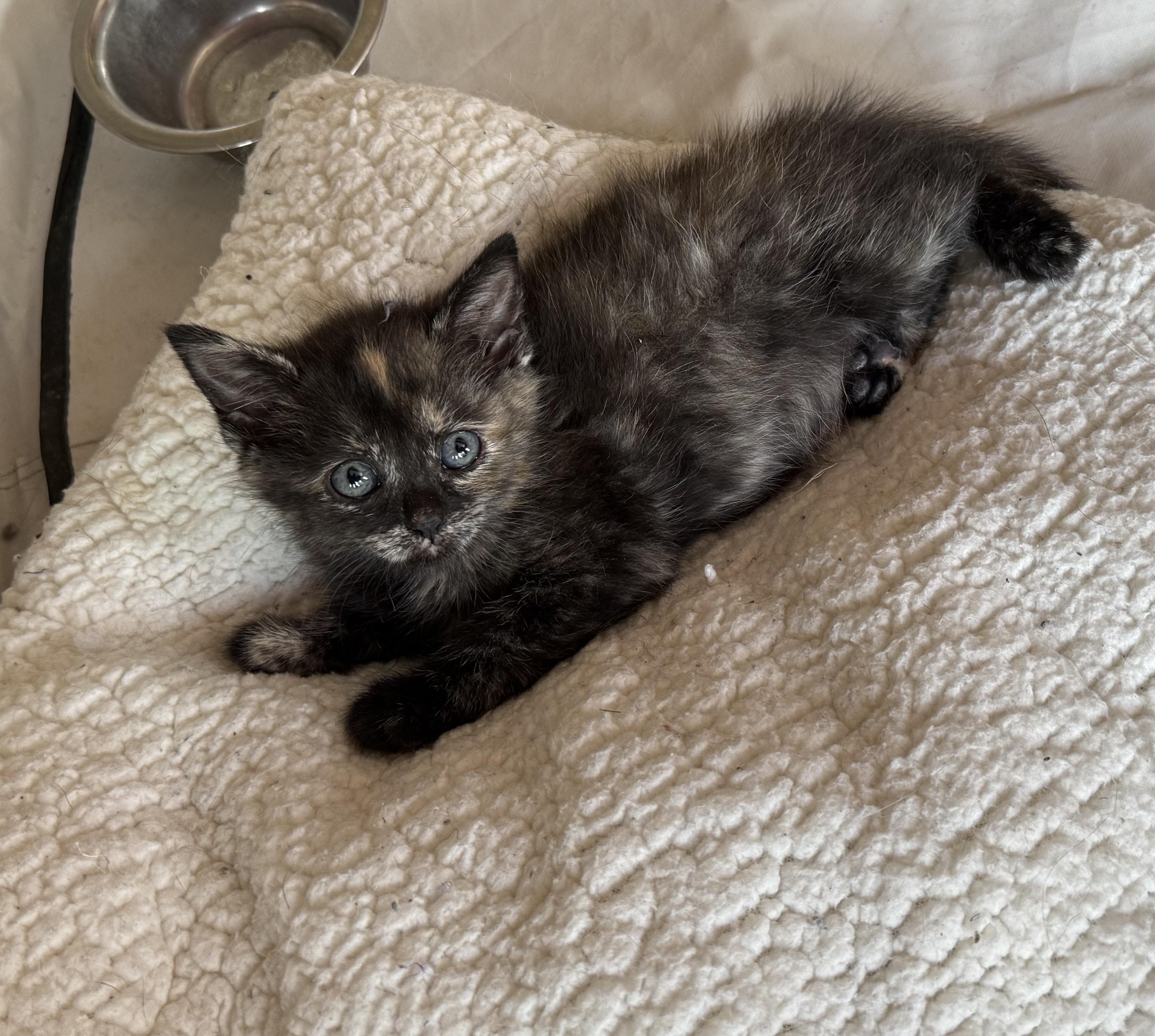 Bean Lazalde thumbnail 4