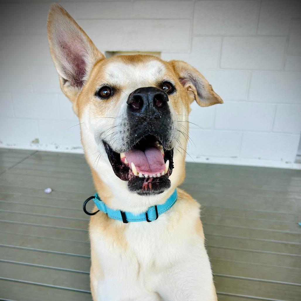 Reese, Adoptable, Adult Male Canaan Dog & Mixed Breed.