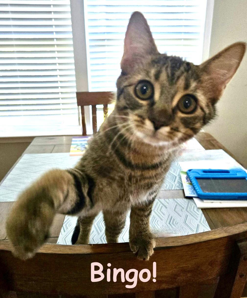 Enlarge Bingo, a Adoptable Tabby in Flint Hill, VA image 3/3