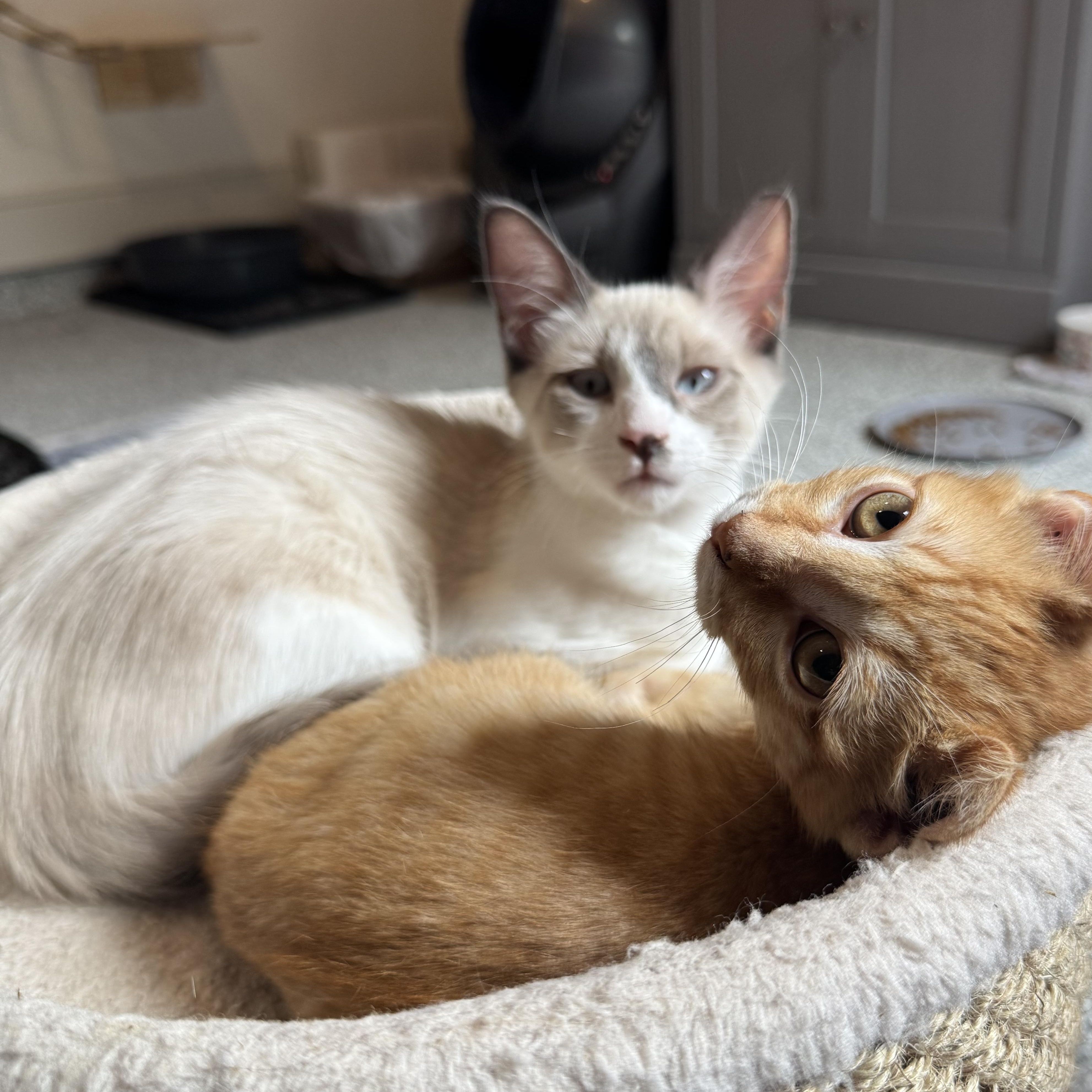 Felix, an adoptable Snowshoe in Austin, TX, 78759 | Photo Image 2