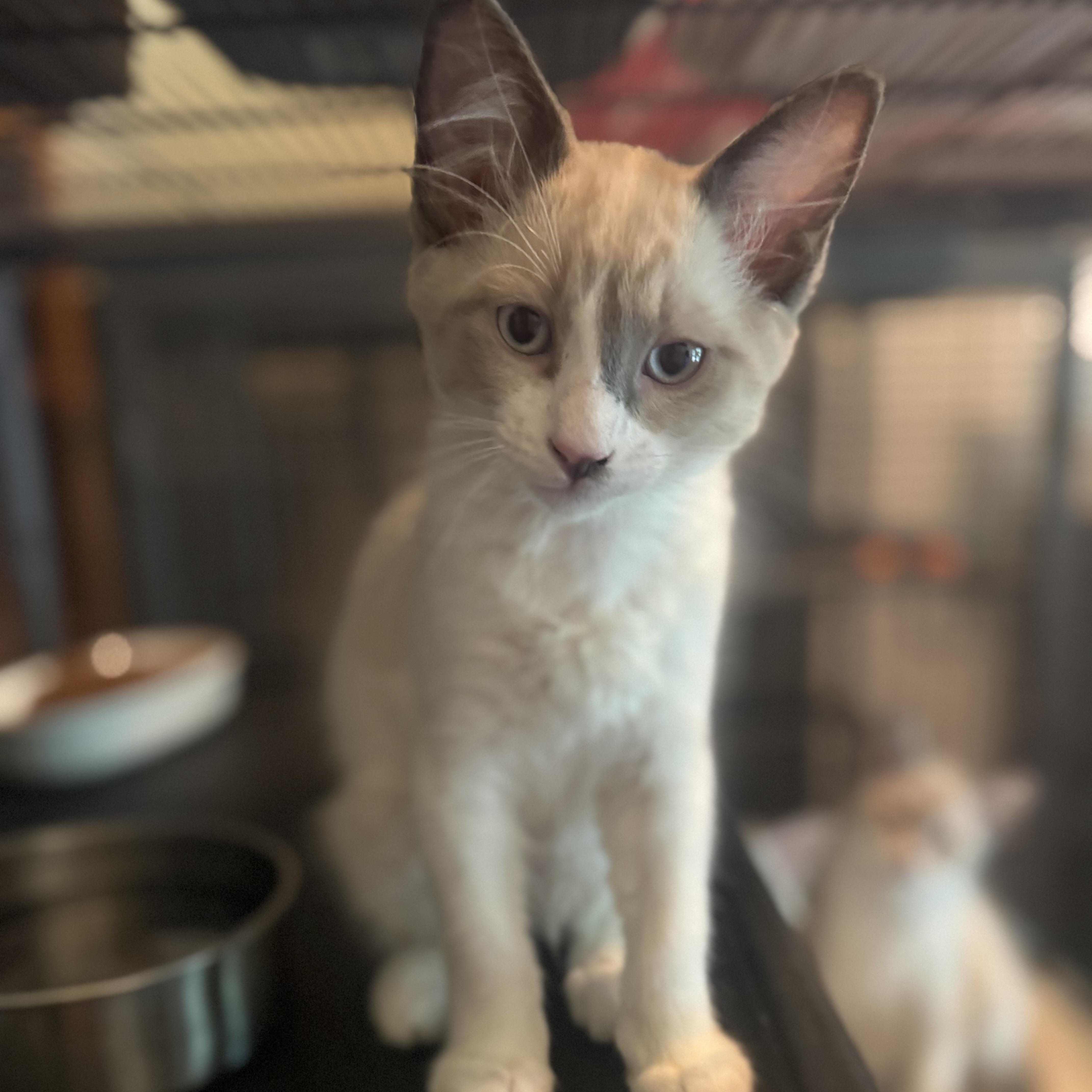 Felix, an adoptable Snowshoe in Austin, TX, 78759 | Photo Image 4