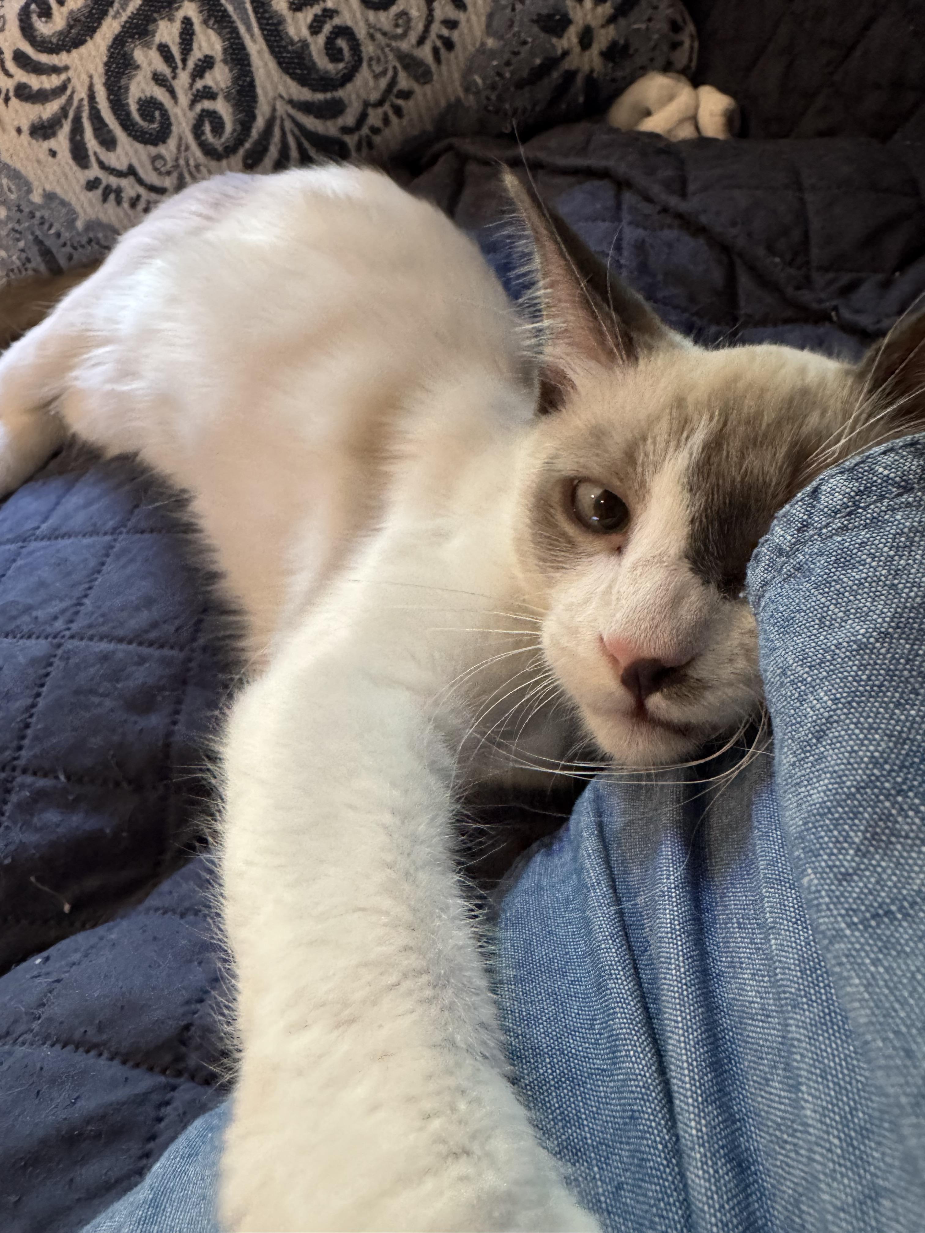 Felix, an adoptable Snowshoe in Austin, TX, 78759 | Photo Image 1
