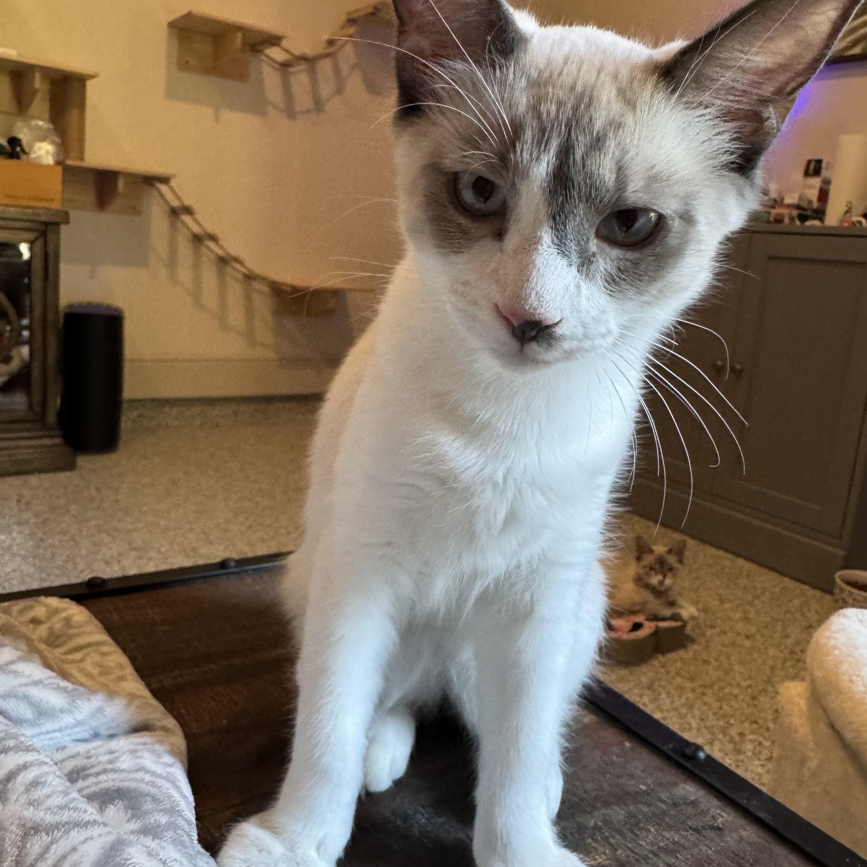Felix, an adoptable Snowshoe in Austin, TX, 78759 | Photo Image 3