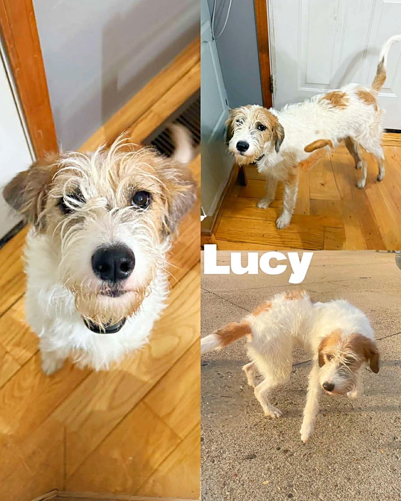 Lucy, ADOPTABLE, Young Female Labradoodle.