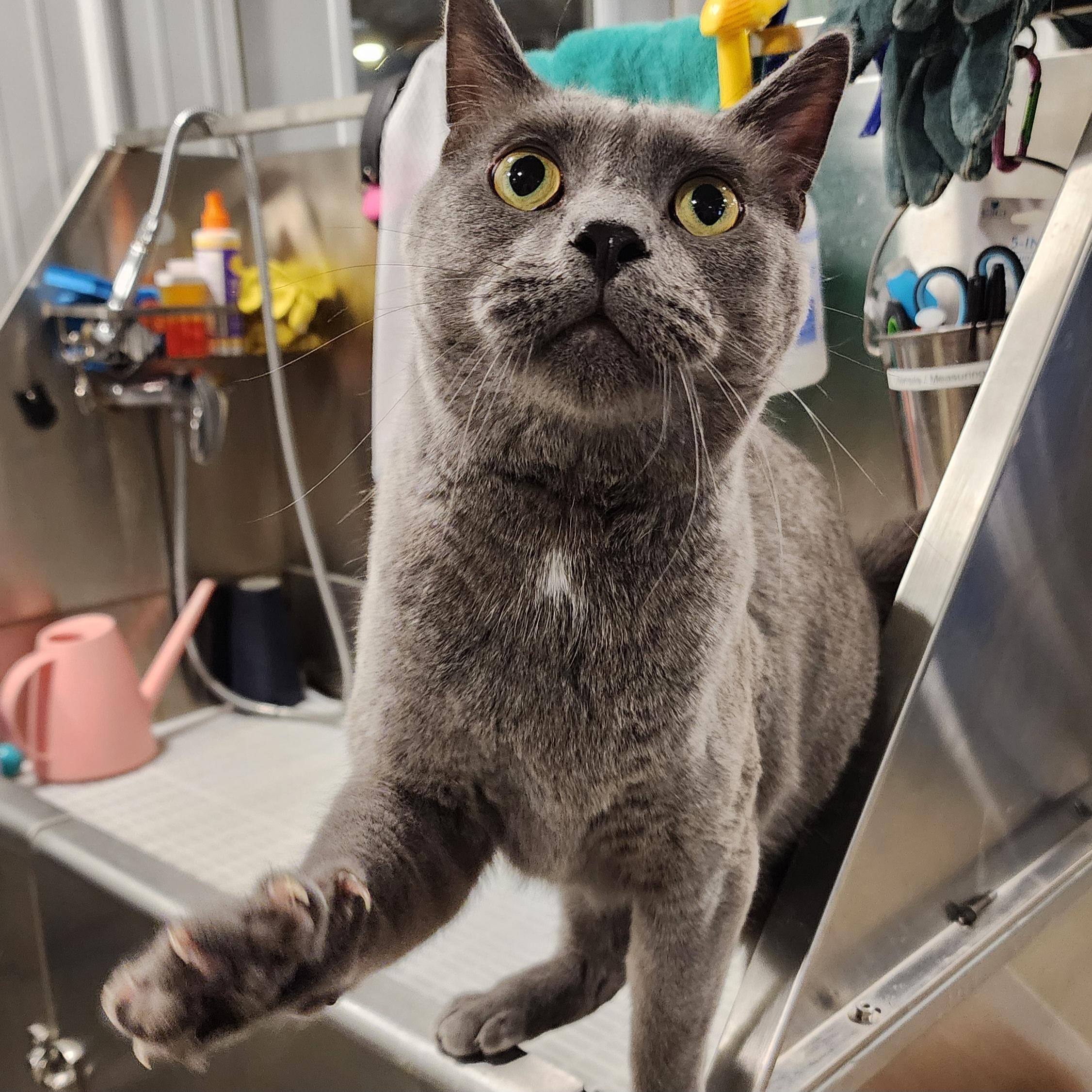 Enlarge Harvey, an adopted Domestic Long Hair in Ely, MN image 2/2