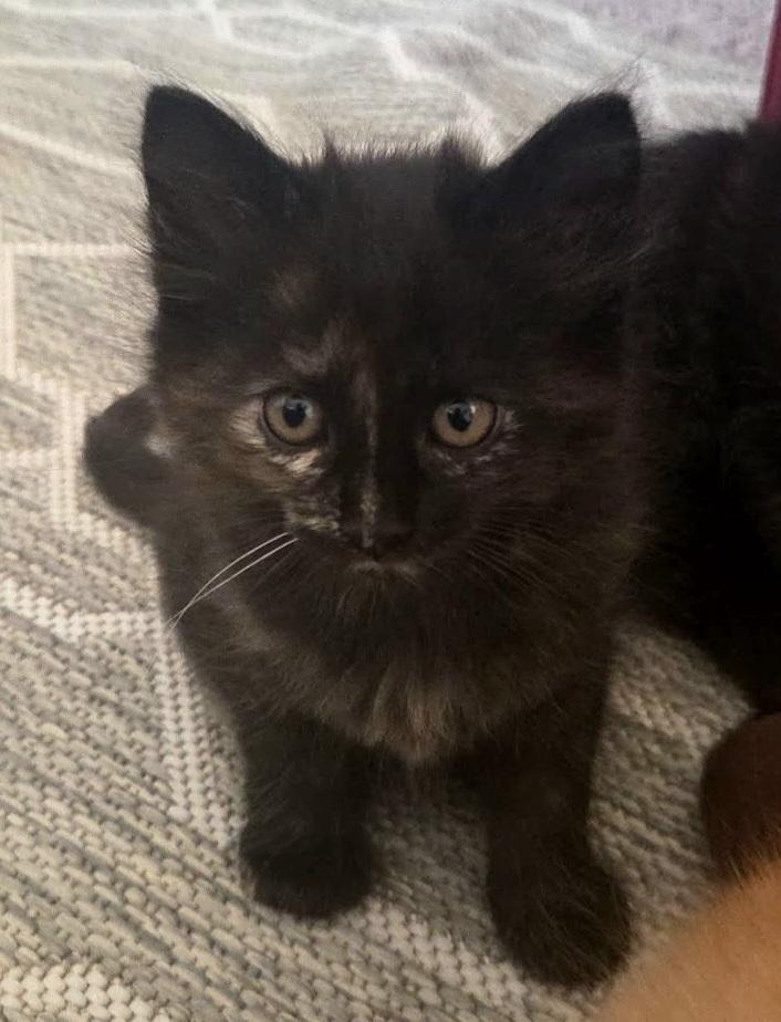 Enlarge Bali, a Adoptable Domestic Short Hair in Green Valley, AZ image 2/4