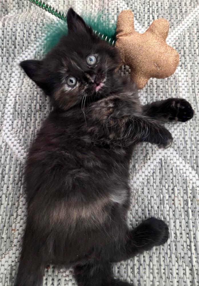 Enlarge Bali, a Adoptable Domestic Short Hair in Green Valley, AZ image 3/4