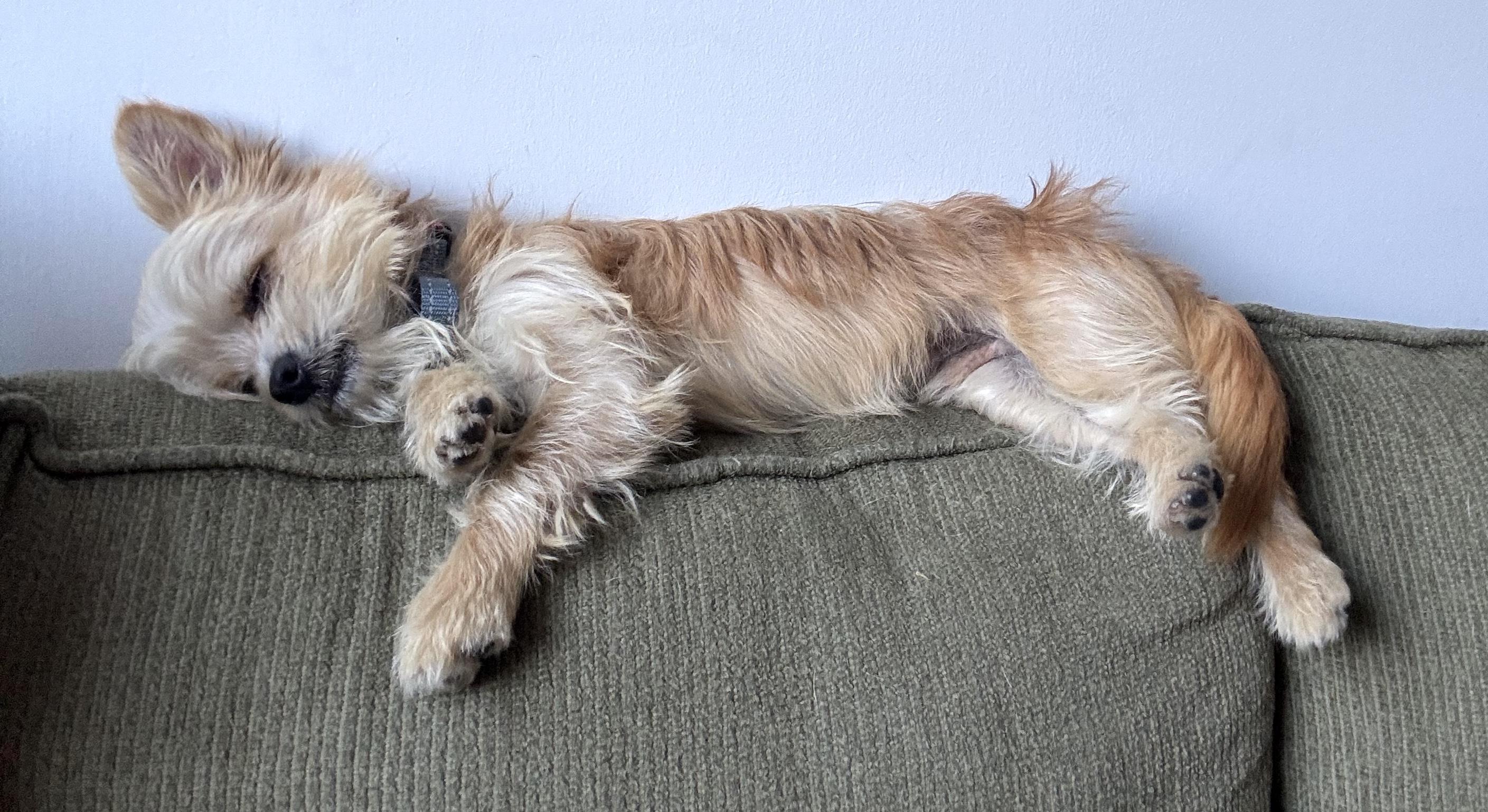 Enlarge Delton, an adopted mixed breed in Brooklyn, NY image 2/5