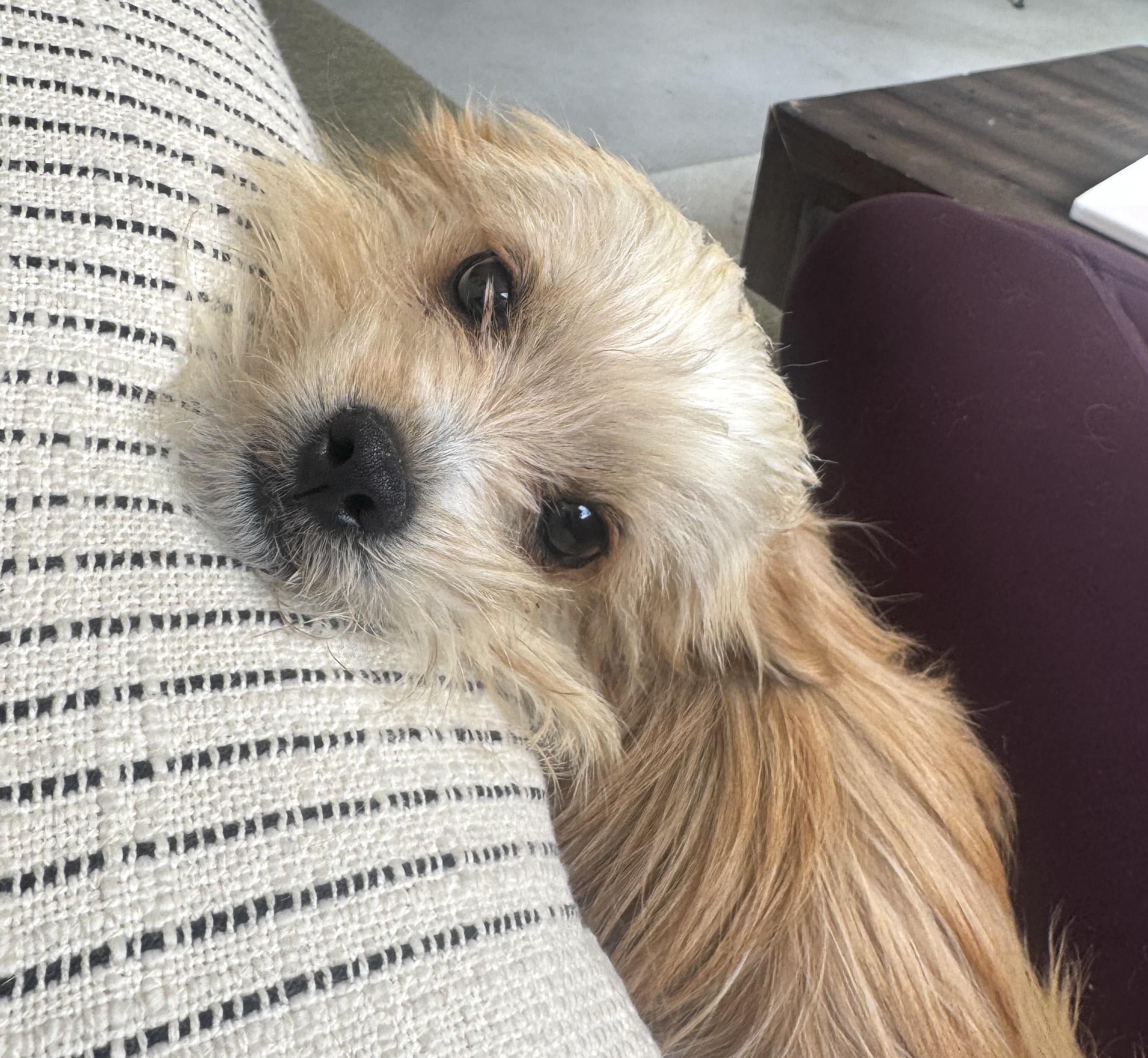 Enlarge Delton, an adopted mixed breed in Brooklyn, NY image 3/5