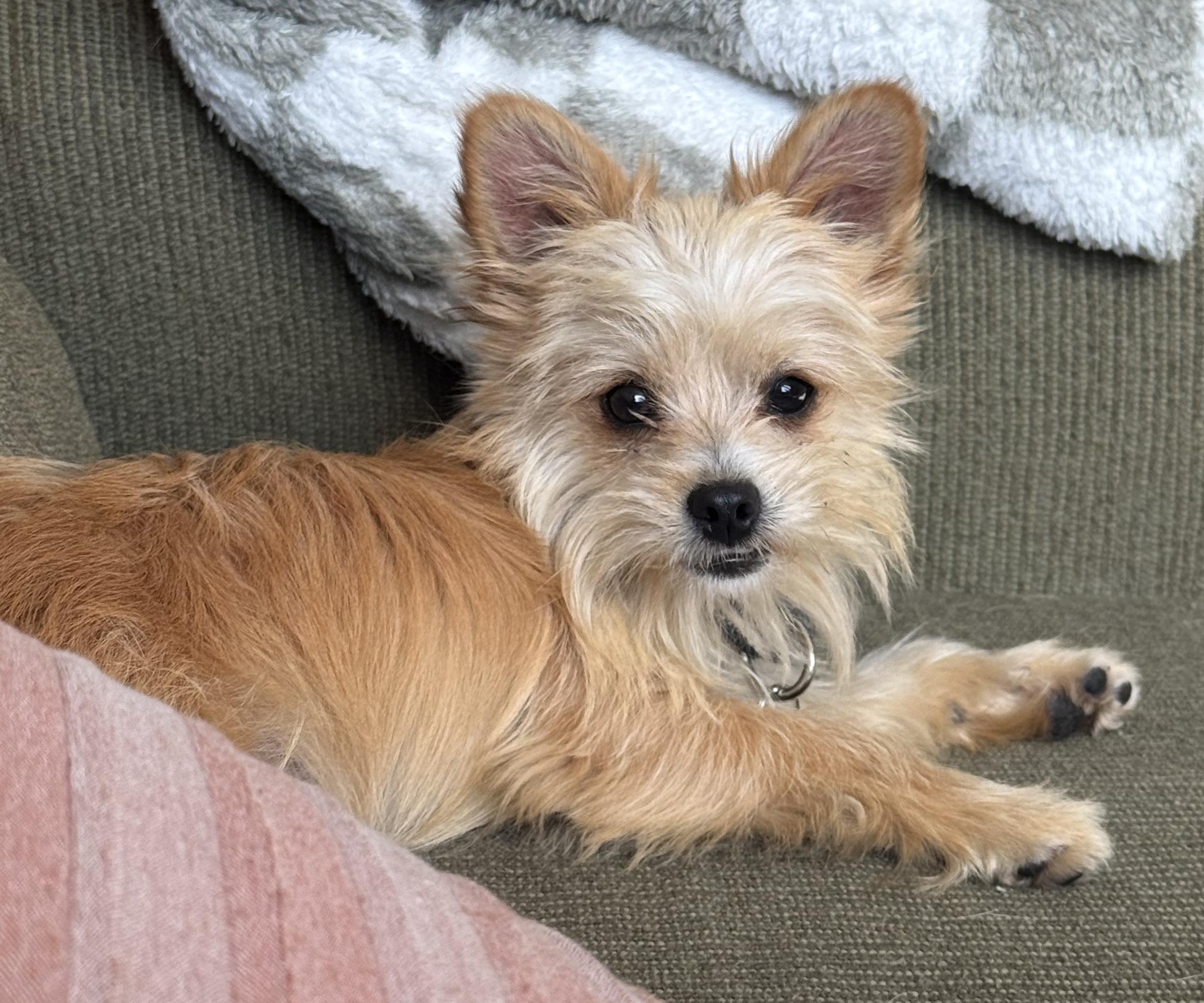 Enlarge Delton, an adopted mixed breed in Brooklyn, NY image 5/5