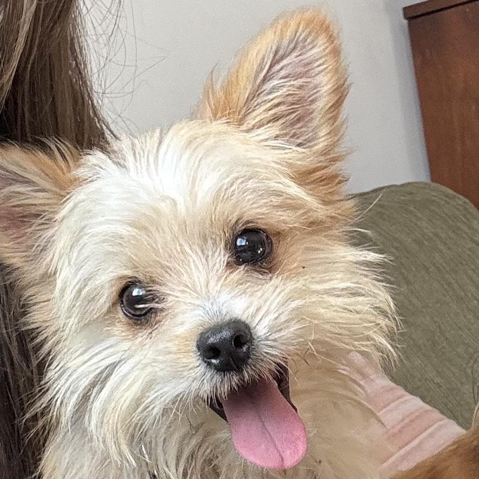 Delton, adopted, Young Male Yorkshire Terrier.