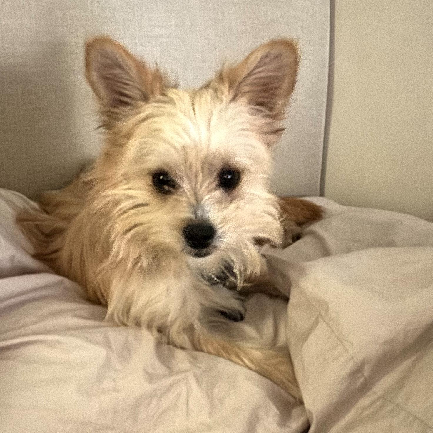 Enlarge Delton, an adopted mixed breed in Brooklyn, NY image 4/5