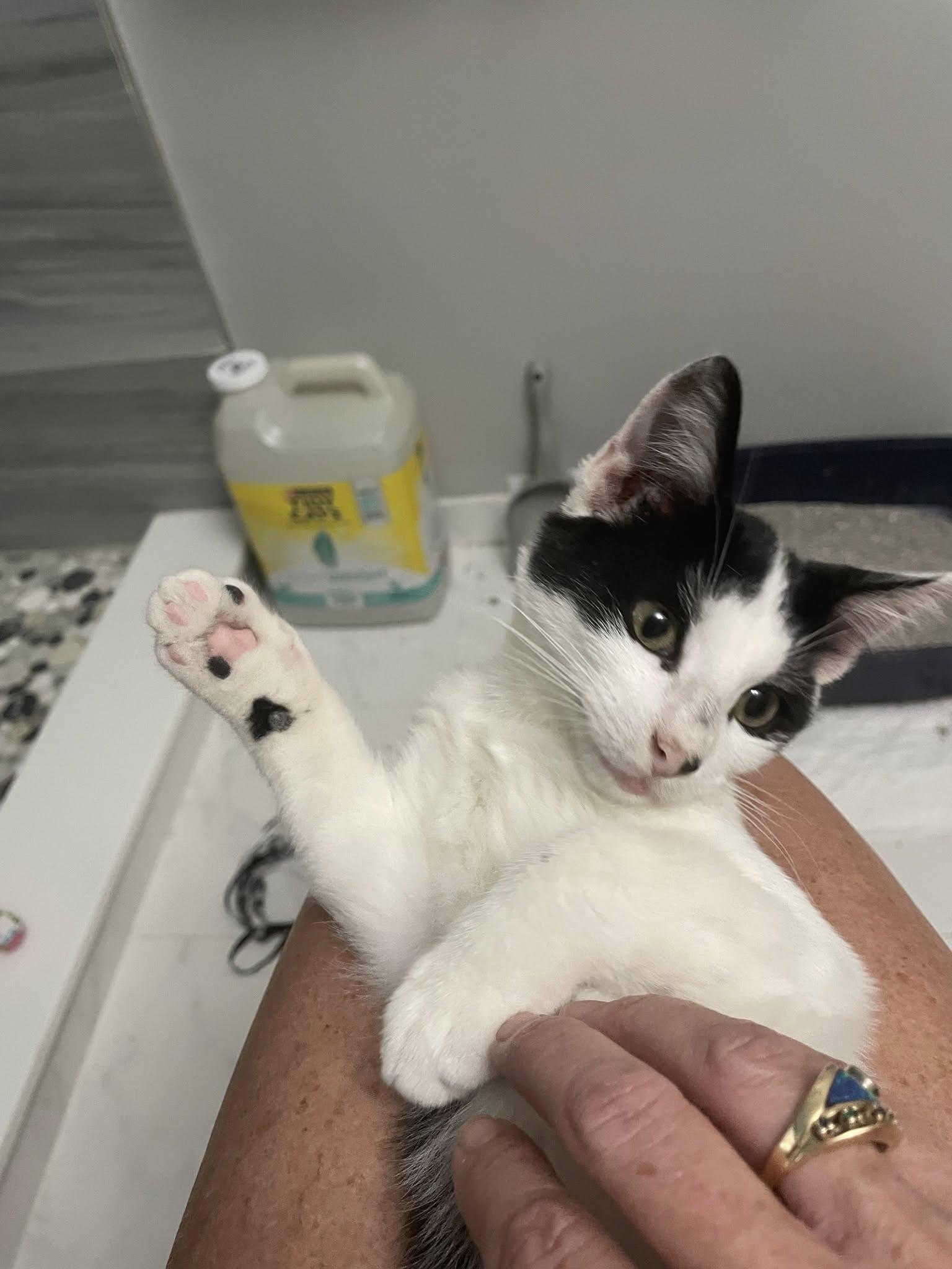 Tyler, Adoptable, Young Male American Shorthair.