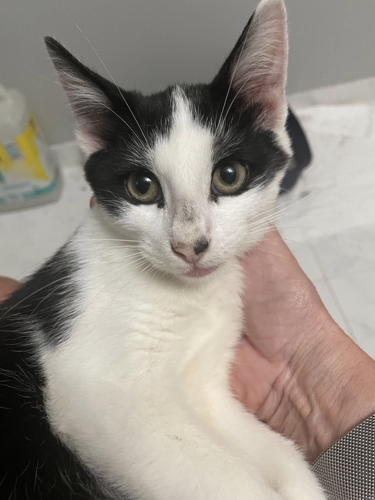 Enlarge Tyler, a Adoptable mixed breed in Dania Beach, FL image 2/3