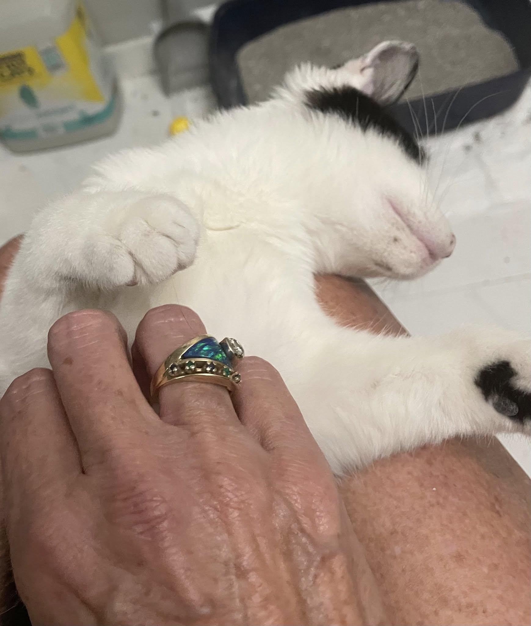 Enlarge Tyler, a Adoptable mixed breed in Dania Beach, FL image 3/3