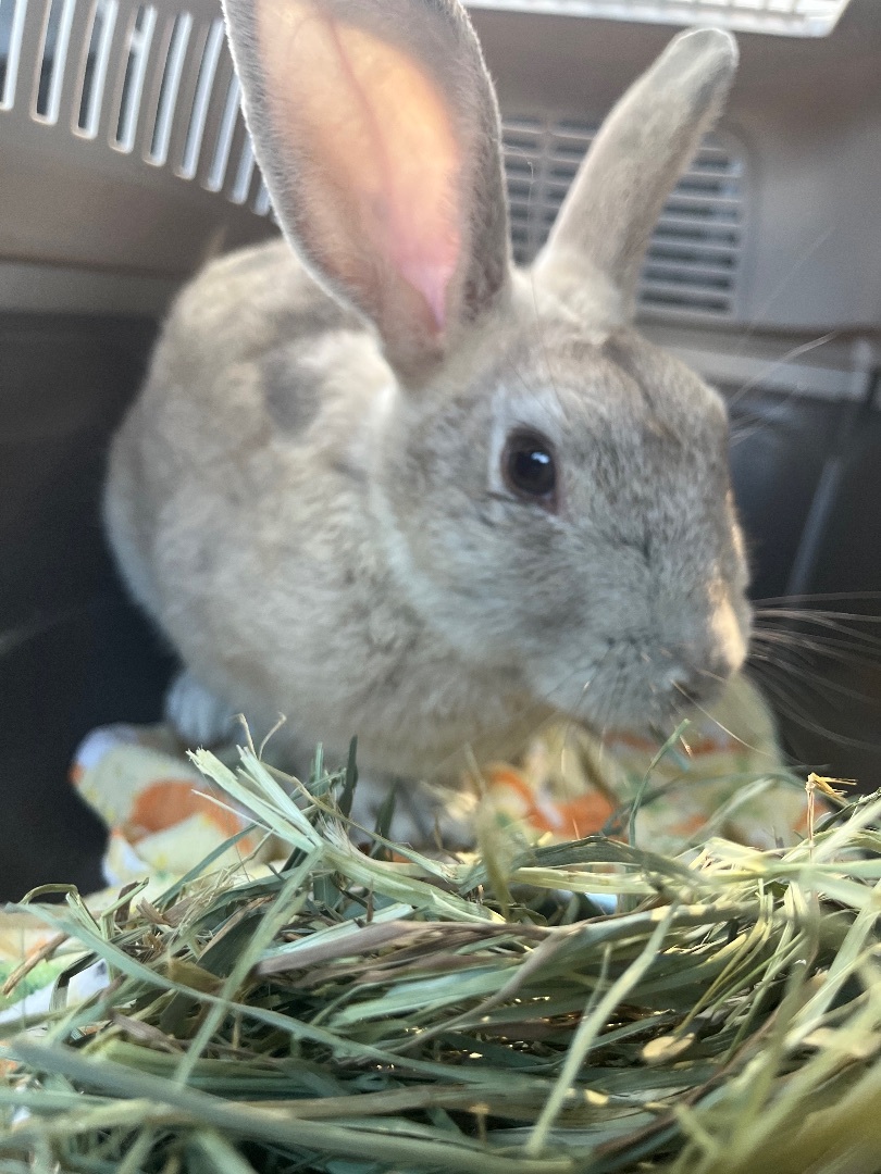 Oatmeal Jr., Adopted, Young Male Bunny Rabbit & New Zealand.