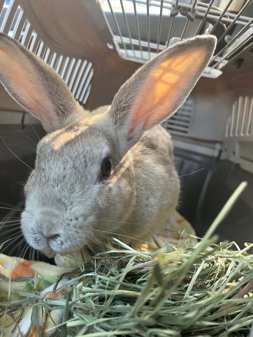 Enlarge Oatmeal Jr., a Adopted mixed breed in Midlothian, VA image 2/6