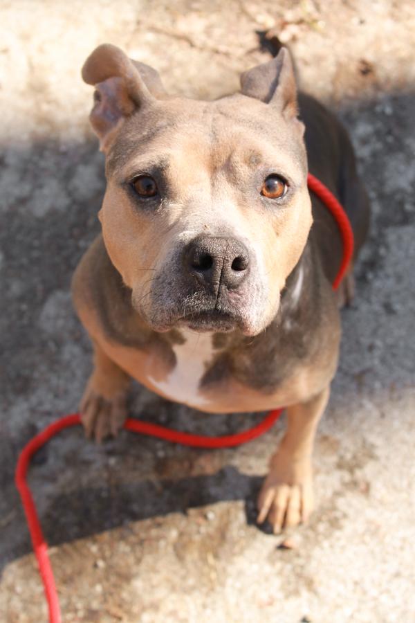 Winnie, a Adoptable mixed breed in Ona, WV image 1/3