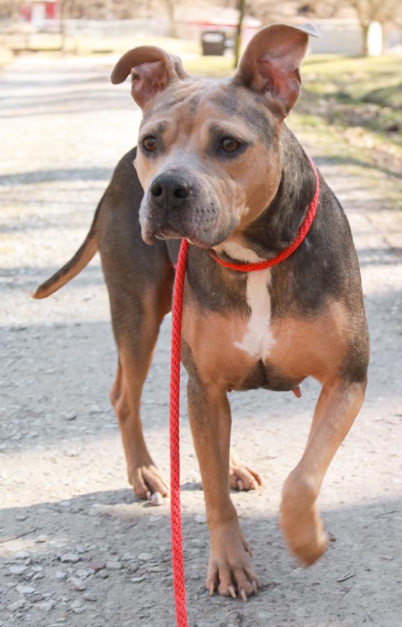 Winnie, a Adoptable mixed breed in Ona, WV image 2/3